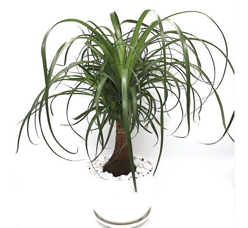 Beaucarnea recurvata Greensouq