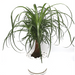 Beaucarnea recurvata Greensouq