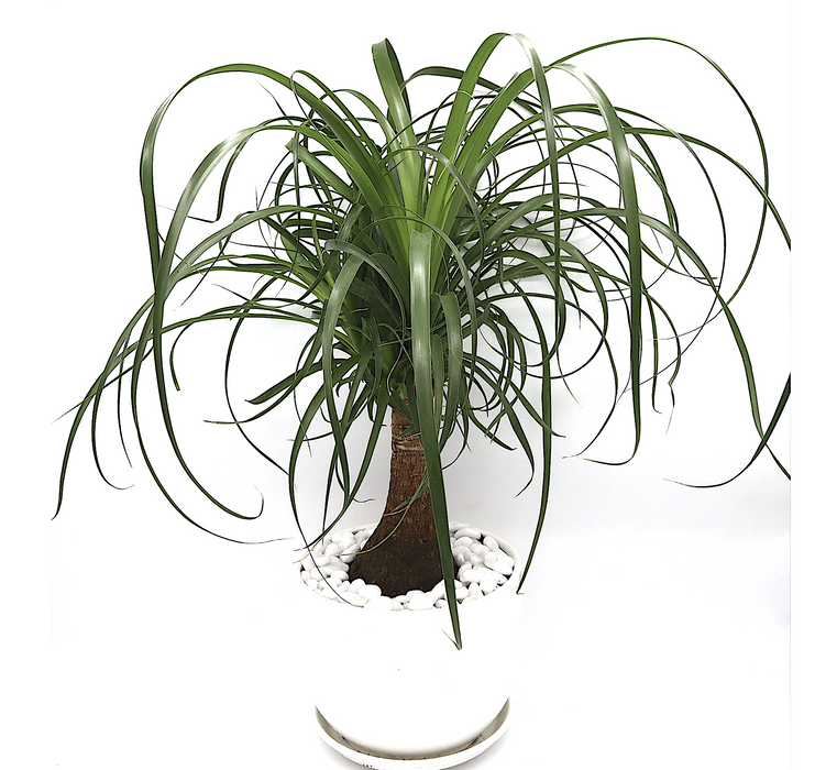 Beaucarnea recurvata Greensouq