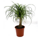 Beaucarnea recurvata Greensouq