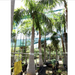 Roystonia regia Greensouq