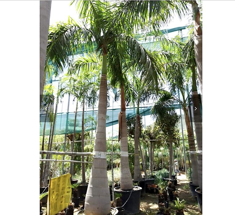 Roystonia regia Greensouq