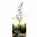 Ghaf Tree Greensouq