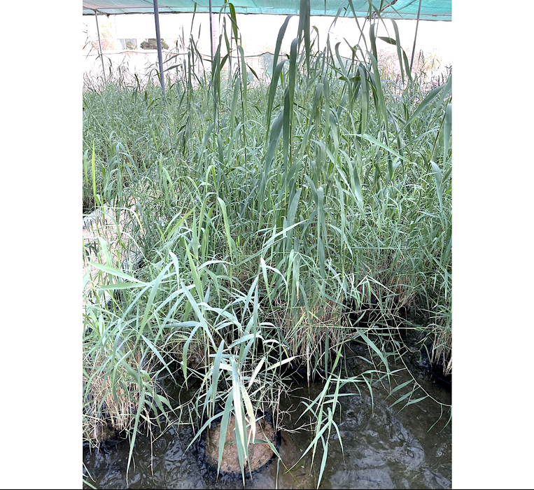 Phragmites Australis "Common reed"