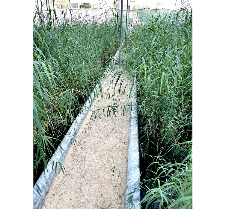 Phragmites Australis "Common reed"