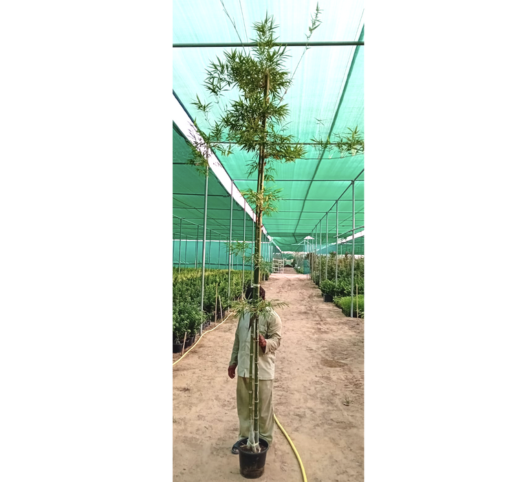 Bambus Green or Tropical Bamboo 2.5 -3.0M