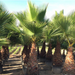 Washingtonia robusta “Mexican Fan Palm” Greensouq