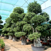 Ficus Nitida Bonsai Greensouq