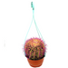 Barrel Cactus | Hanging Coloured Ball Cactus Greensouq