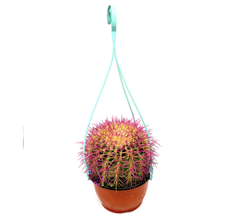 Barrel Cactus | Hanging Coloured Ball Cactus Greensouq