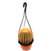 Barrel Cactus | Hanging Coloured Ball Cactus Greensouq