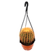 Barrel Cactus | Hanging Coloured Ball Cactus Greensouq