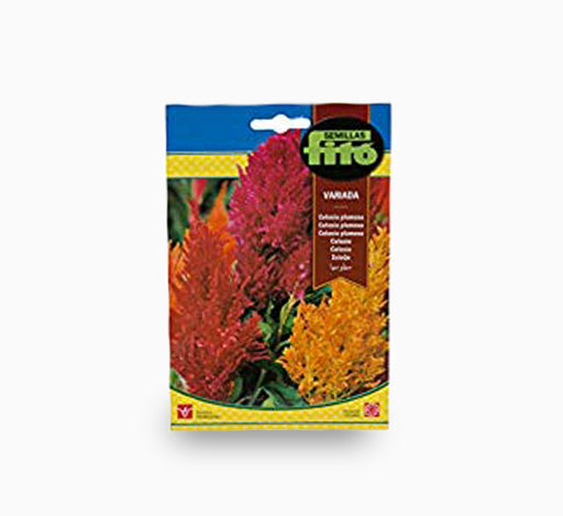 CelosÃ­a Plumosa Variada – Fito Seeds