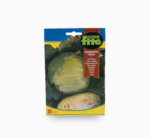 Col Repollo Brunswick-Tenta – Fito Seeds