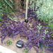 Setcreasea purpurea or Purple Heart