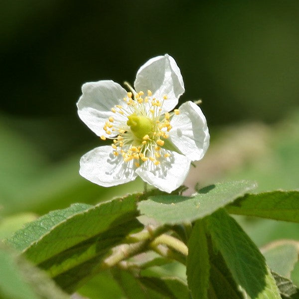 Muntingia calabura (Jamaican Cherry / Strawberry Tree)