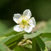 Muntingia calabura (Jamaican Cherry / Strawberry Tree)