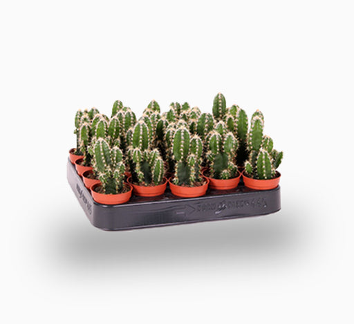 Cereus Peruvianus or Peruvian Cactus 5-10cm