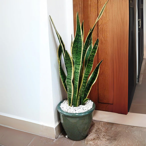 Snake Plant in Rolled Rim Pot