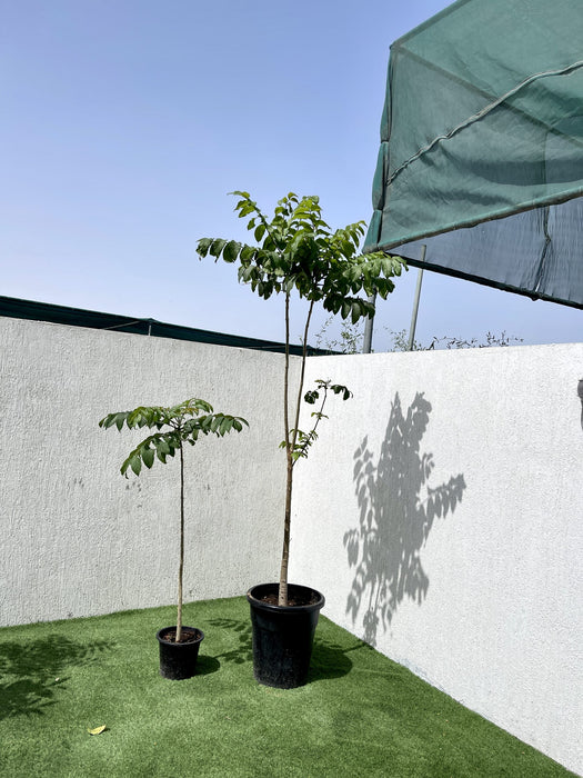 African tulip tree
