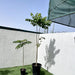 African tulip tree
