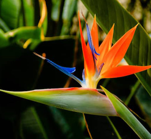 Strelitzia reginae, Bird of Paradise “No Flowers” طائر الجنة