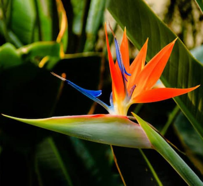 Strelitzia Reginae or Bird of Paradise طائر الجنة (Indoor No Flowers) 30 - 40cm