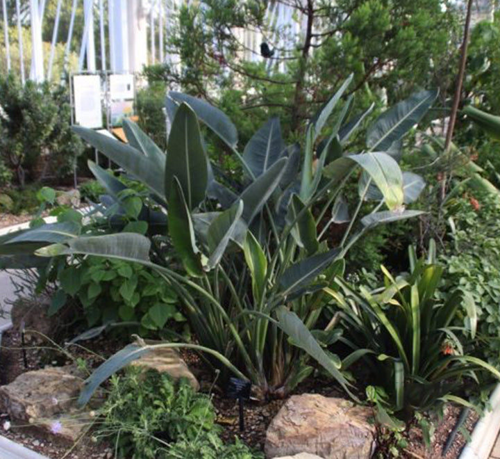 Strelitzia Reginae, Bird of Paradise 0.6-0.8m طائر الجنة