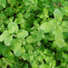 Sweet Marjoram