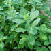 Sweet Marjoram