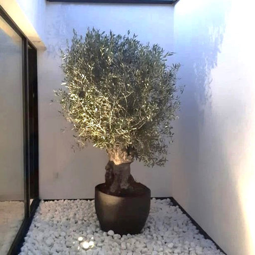 Thick Trunk Olive Tree - Fiber Pot