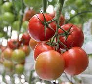 Cluster Tomato Greensouq