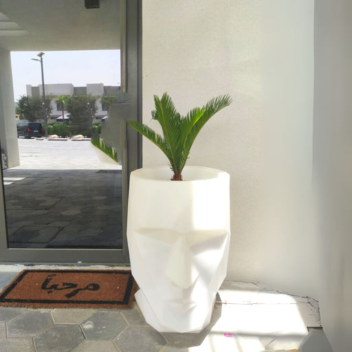 Cycas Revoluta