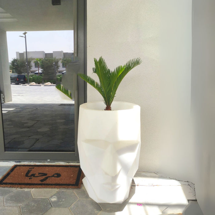 Cycas Revoluta