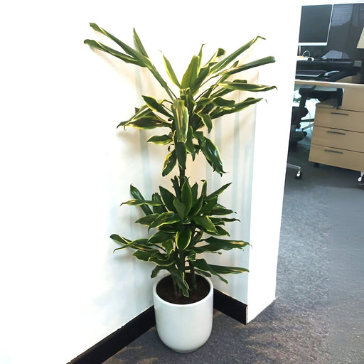 Dracaena Fragrans "Golden Coast"