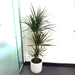 Dracaena Marginata