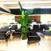 Strelitzia Nicolai or Bird of Paradise طائر الجنة in White Ceramic Pot 1.8-2m