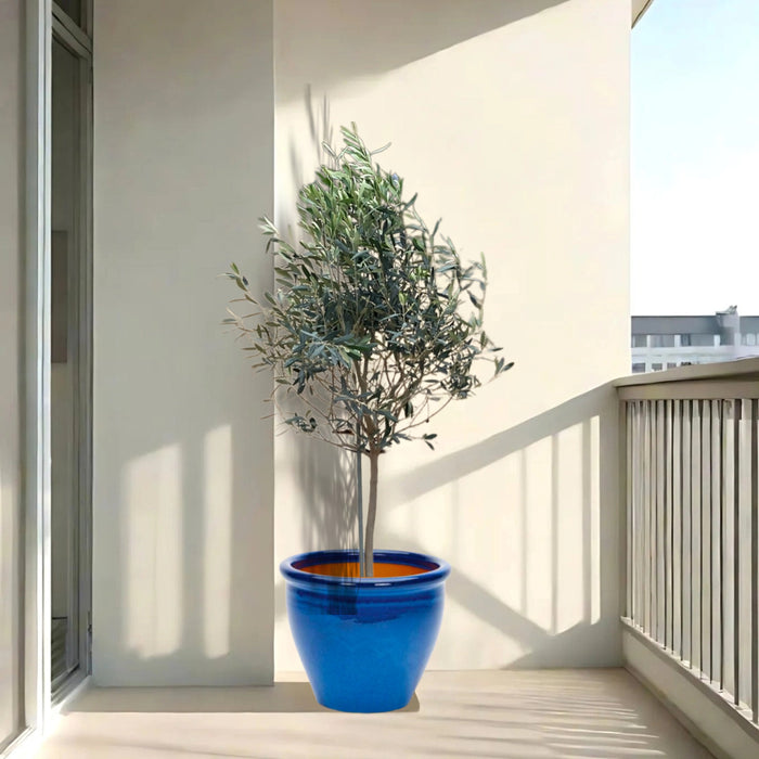 Olea europea or Olive Tree "1.0m-2.2m" شجرة زيتون