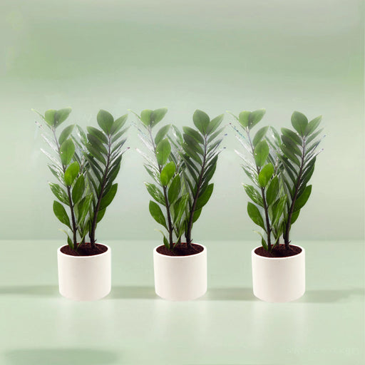 Bundle of 3 zz Plants