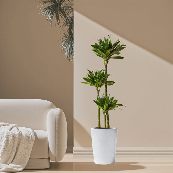 Dracaena Fragrans Or Compacta
