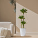 Dracaena Fragrans Or Compacta