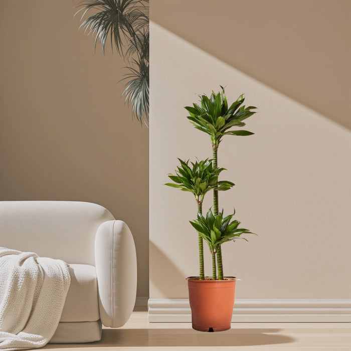 Dracaena Fragrans Or Compacta
