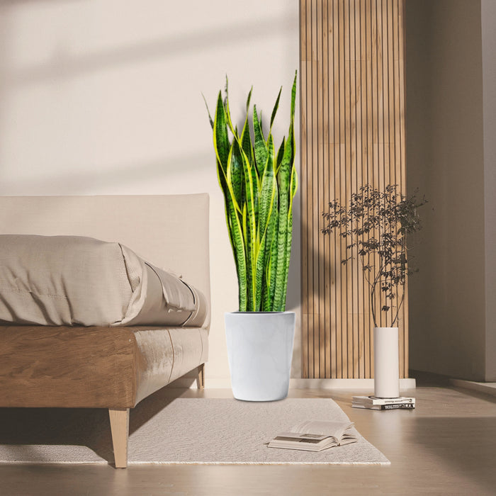 Sansevieria Trifasciata 'Laurentii' or Snake Plant
