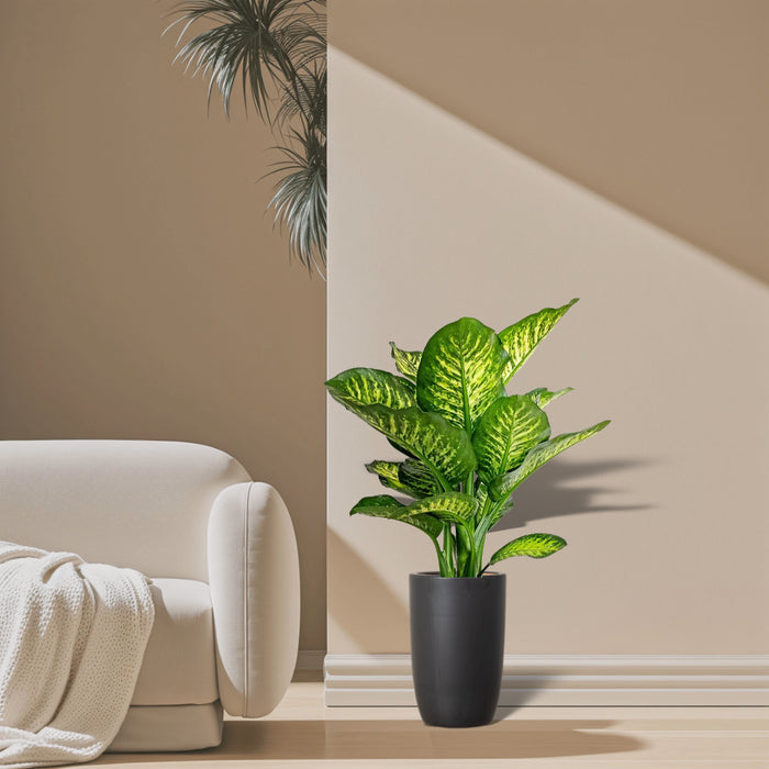 Dieffenbachia Seguine Or Maroba