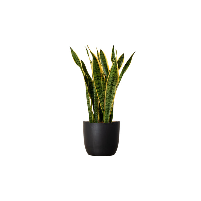 Sansevieria Trifasciata 'Laurentii' or Snake Plant