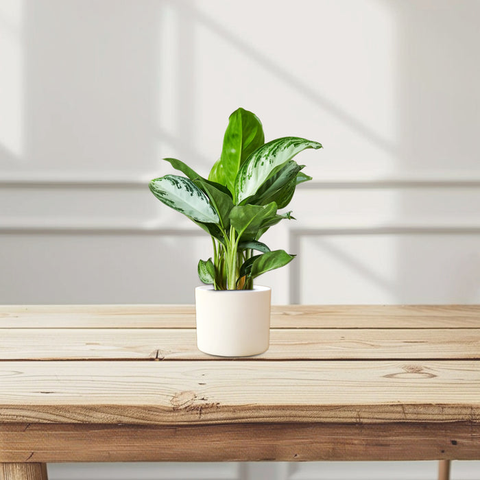 Aglaonema Pattaya Beauty