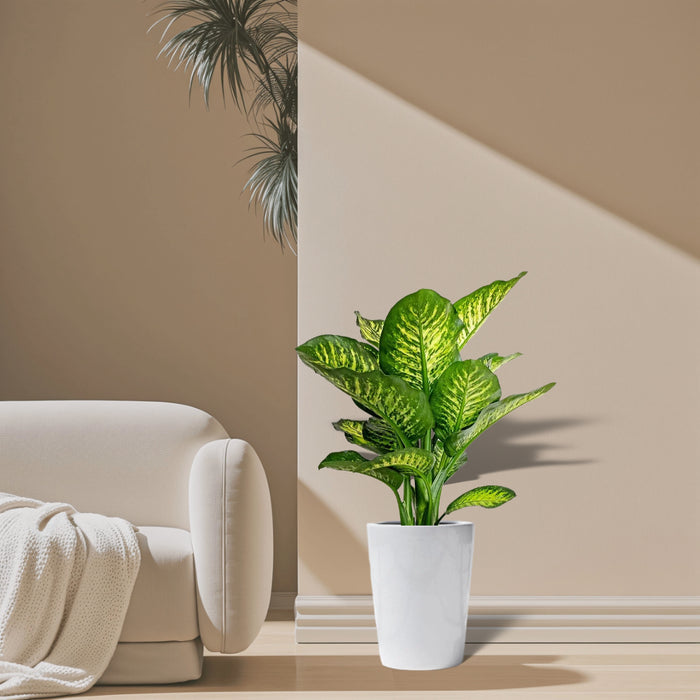 Dieffenbachia Seguine Or Maroba