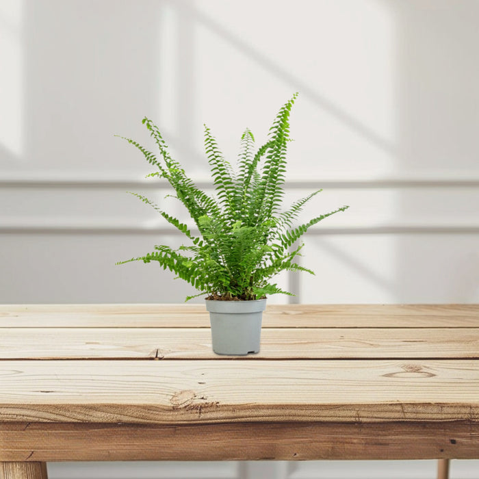Nephrolepis exaltata “Green Lady”, Boston Fern or Sword Fern