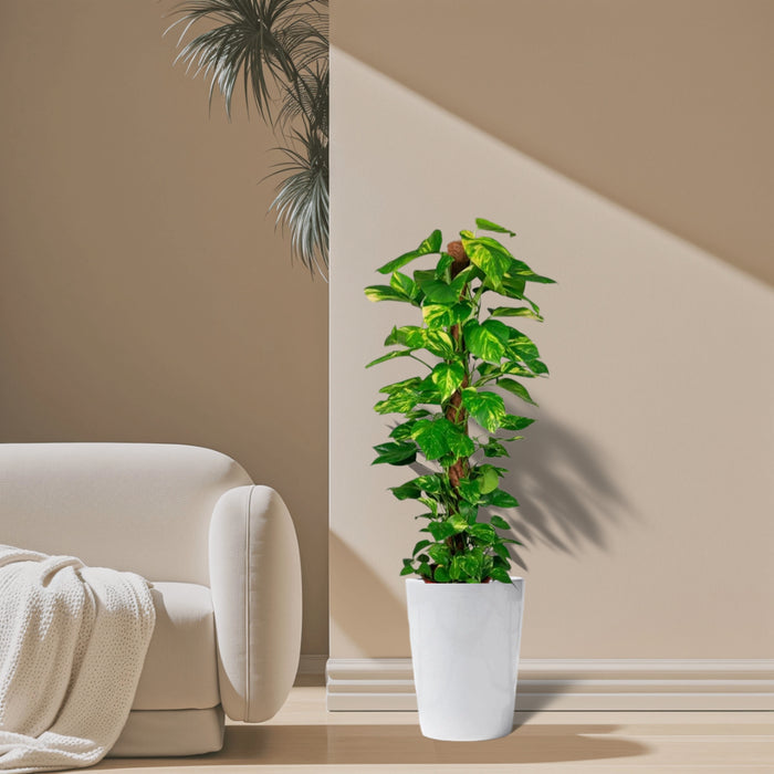 Epipremnum aureum or Money Plant كرمة المال