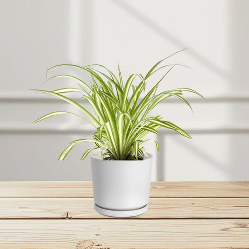 spider plant